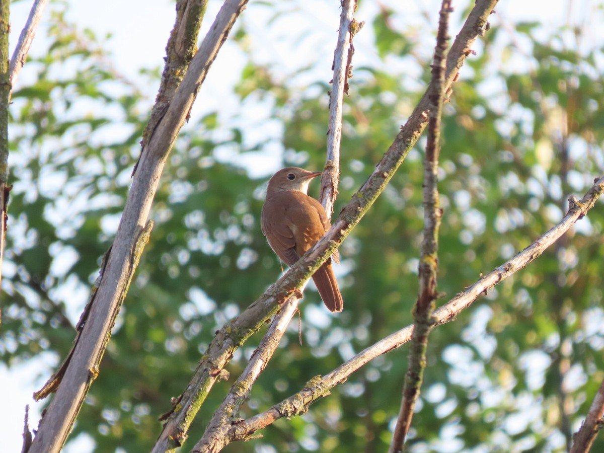 Common Nightingale - Mason Jeffries