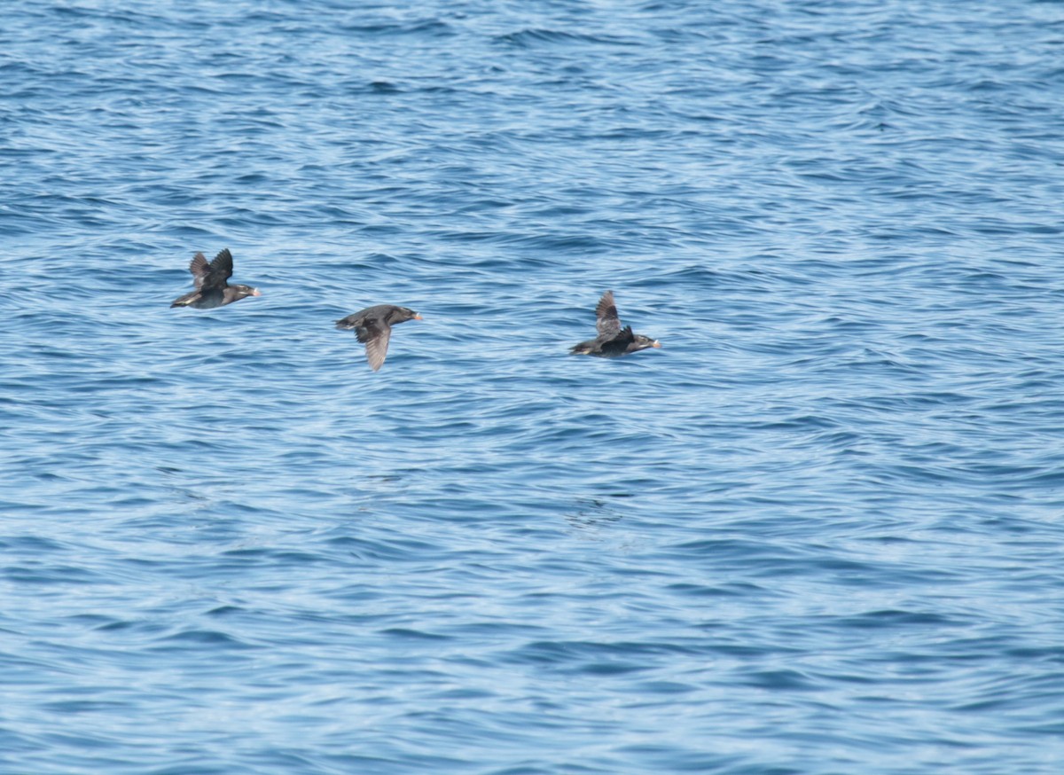 Rhinoceros Auklet - ML600160721