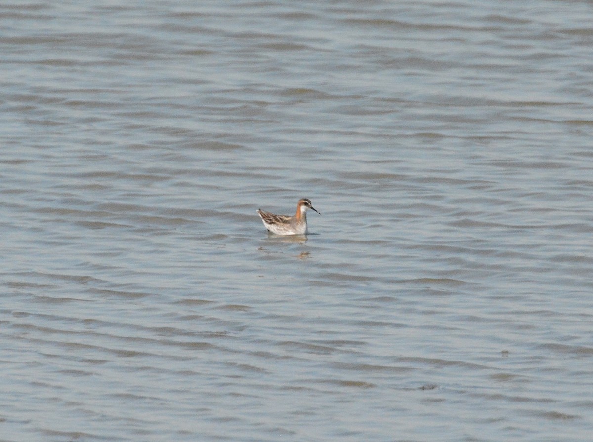 Red-necked Phalarope - ML60016171