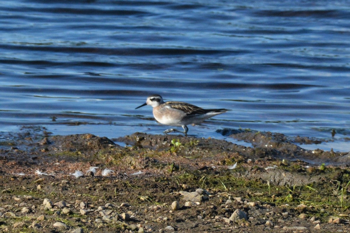 Falaropo beccosottile - ML600162761