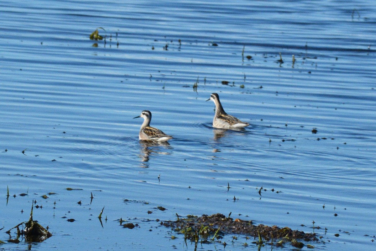 Falaropo beccosottile - ML600163491