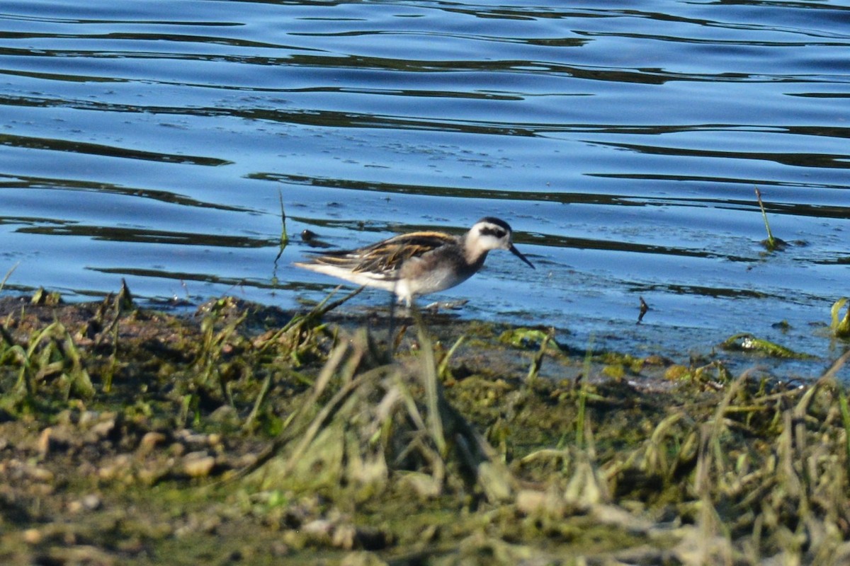 Falaropo beccosottile - ML600163501