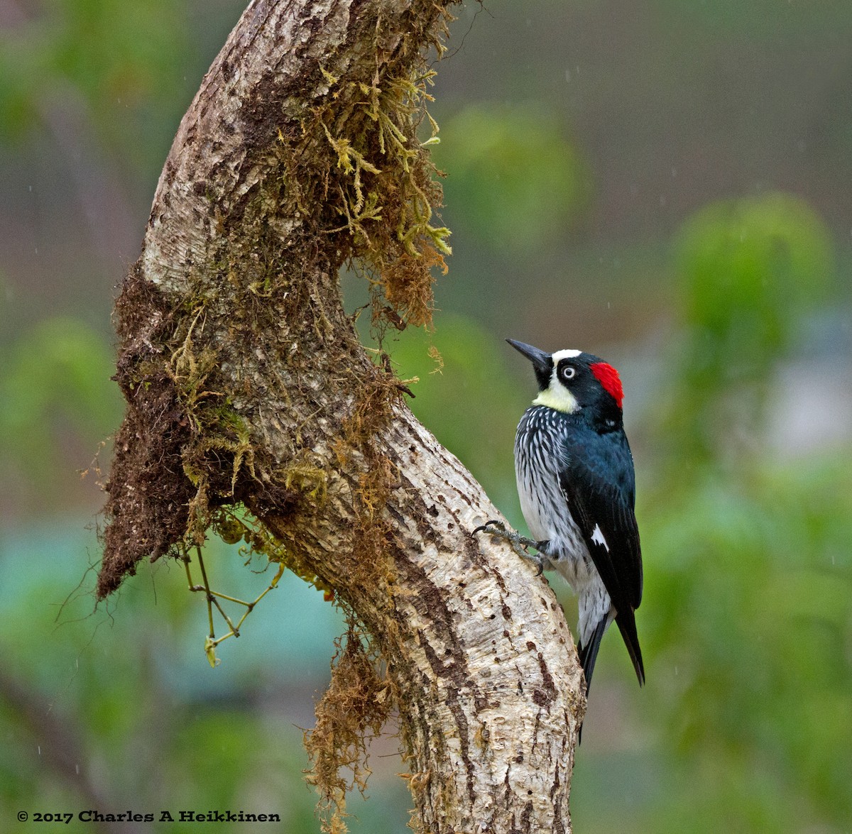 Acorn Woodpecker - ML60016351