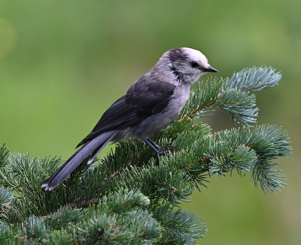 Canada Jay - ML600163611