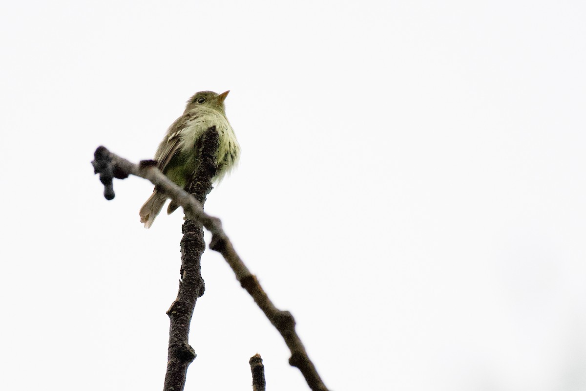 Yellow-bellied Flycatcher - Josiah Verbrugge
