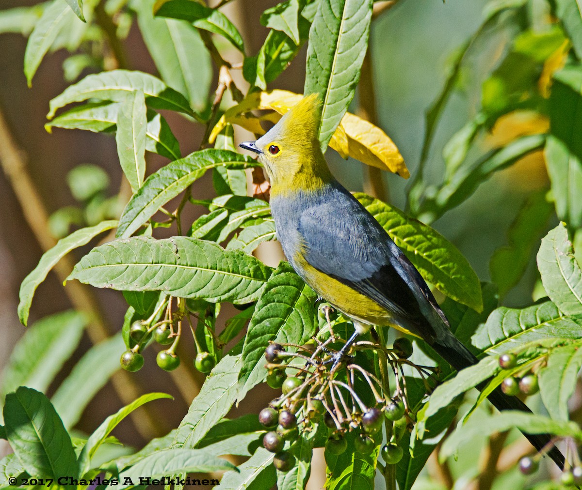 Long-tailed Silky-flycatcher - ML60016471