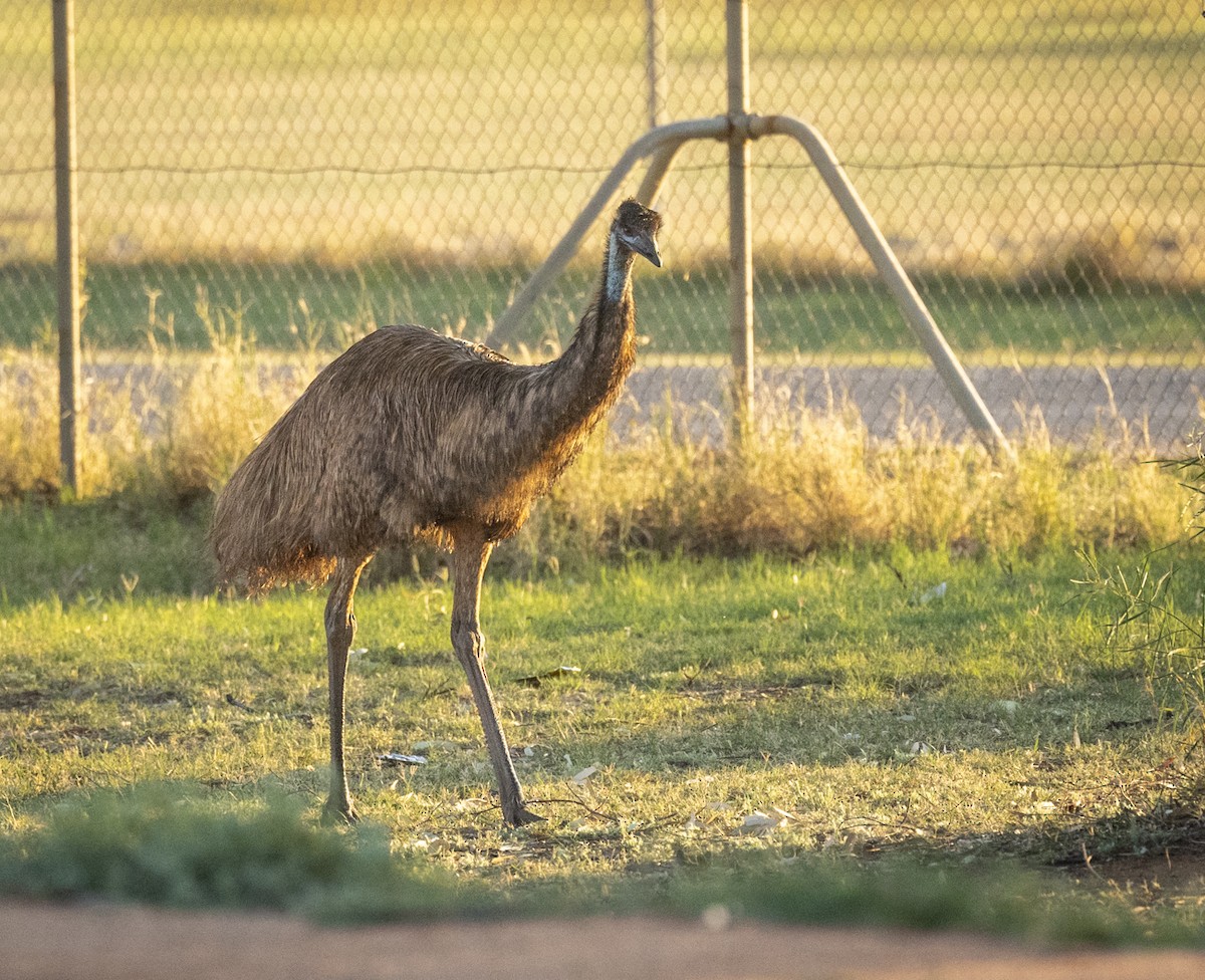Emu - Tanya Hattingh
