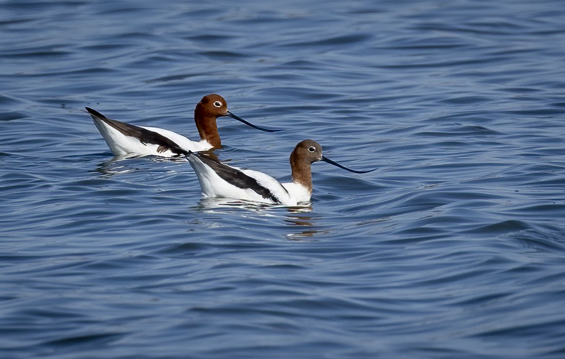 Avocette d'Australie - ML600165021