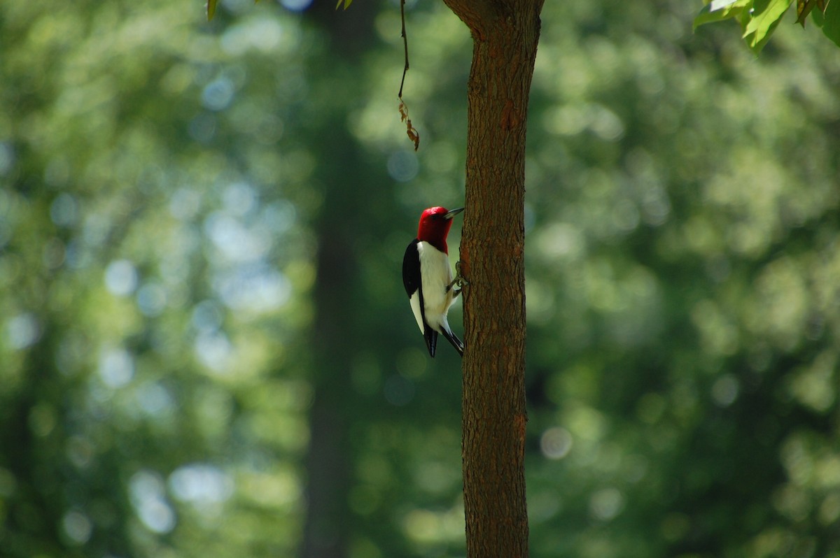 Red-headed Woodpecker - ML60016521