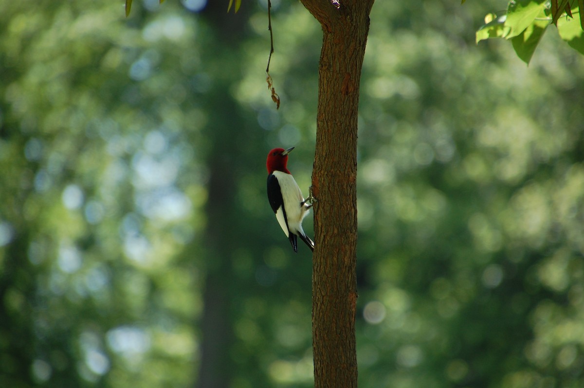 Red-headed Woodpecker - ML60016531