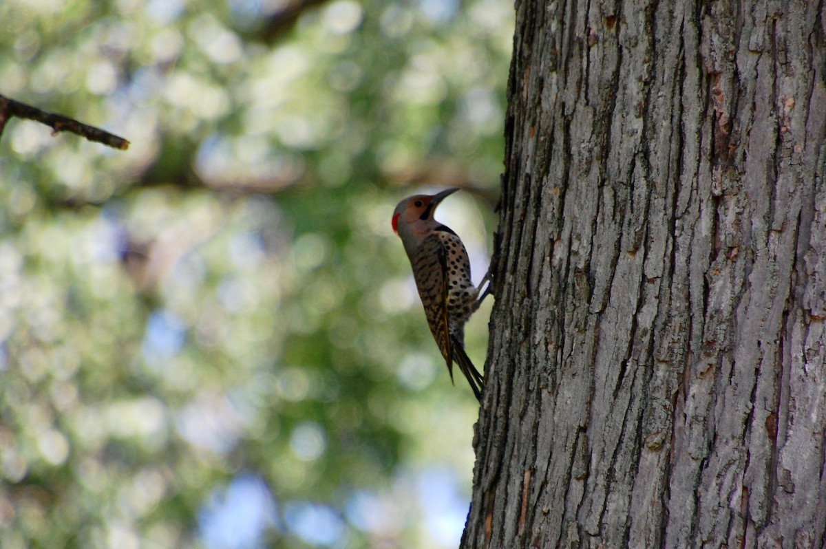 Northern Flicker - ML60016581