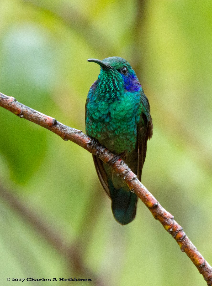 Berg-Veilchenohrkolibri - ML60016691