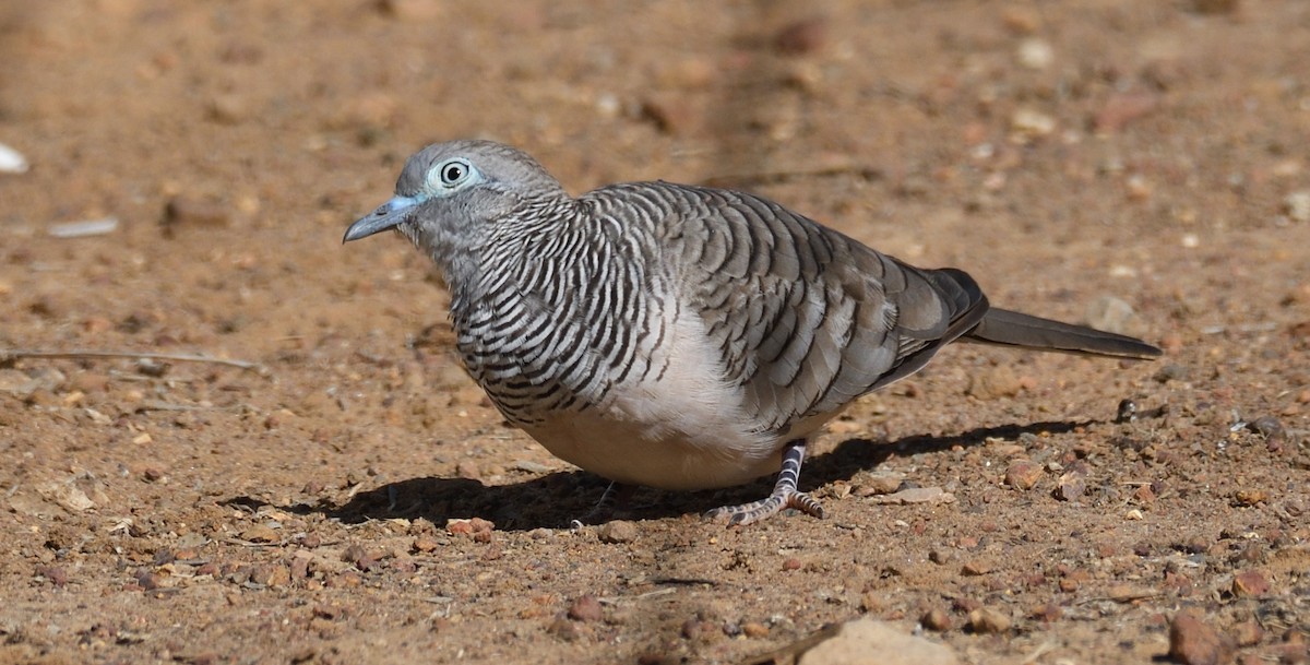 Peaceful Dove - ML600167021