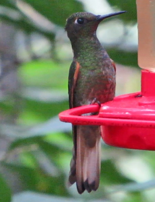 Buff-tailed Coronet - ML600167071