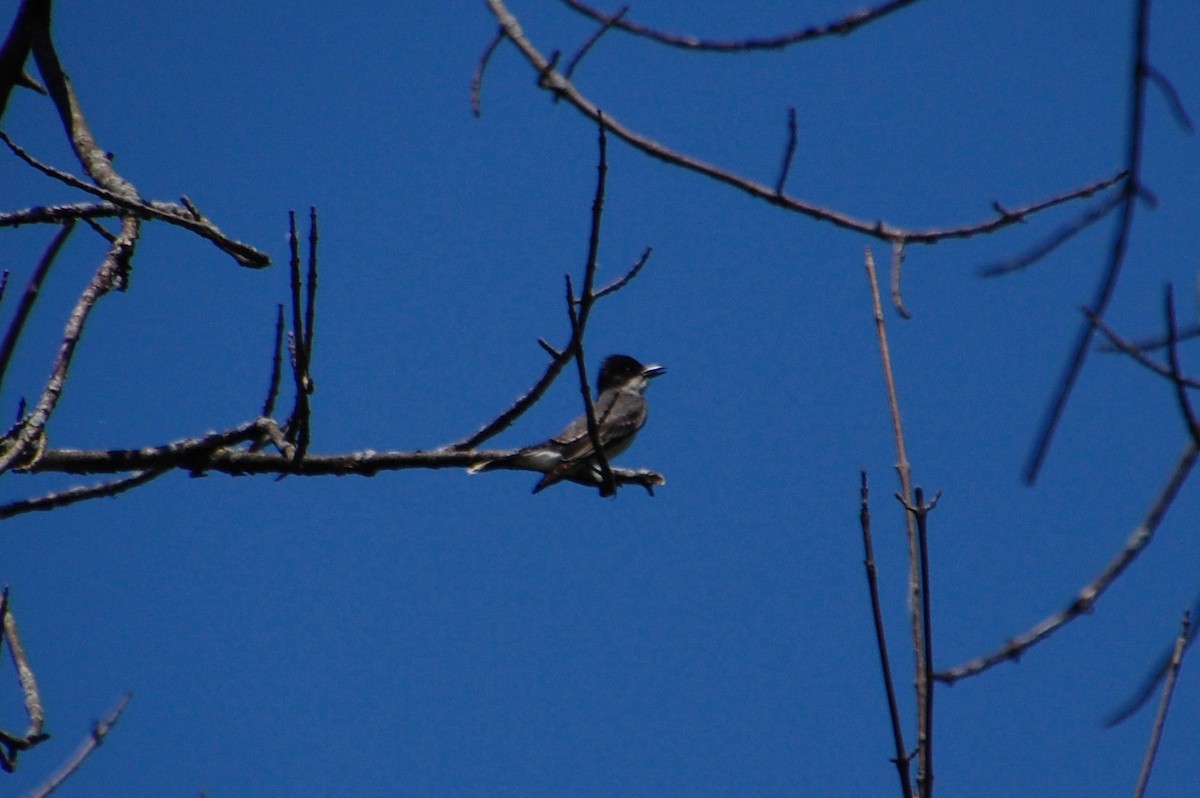 Eastern Kingbird - ML60016711