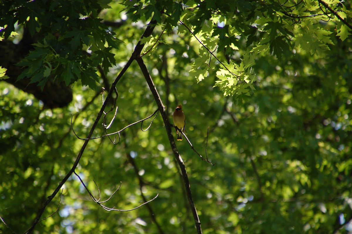 Cedar Waxwing - ML60016731