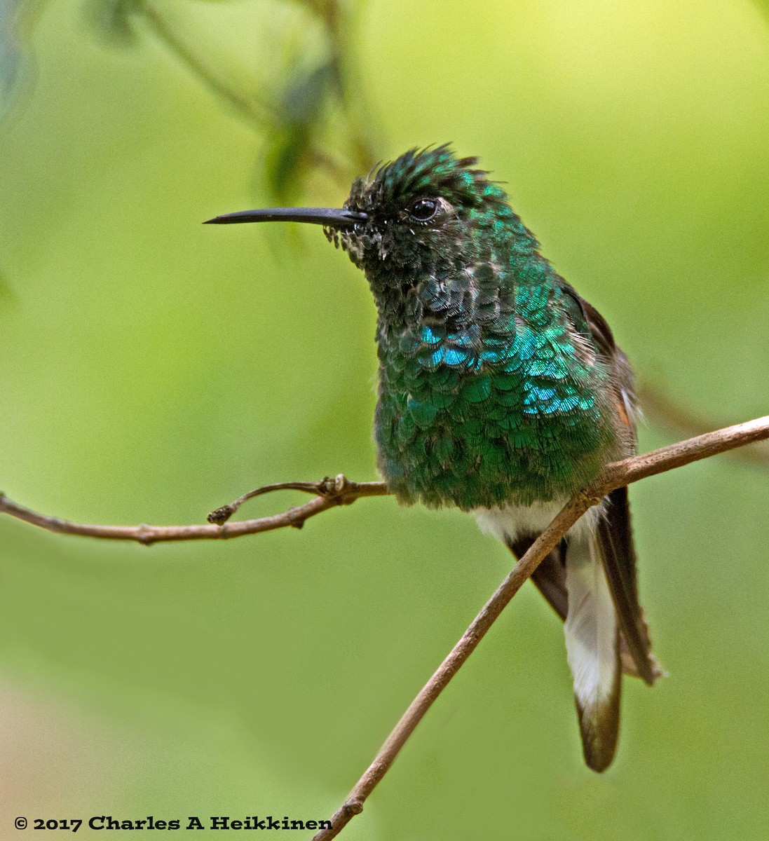 kolibřík páskoocasý - ML60016751