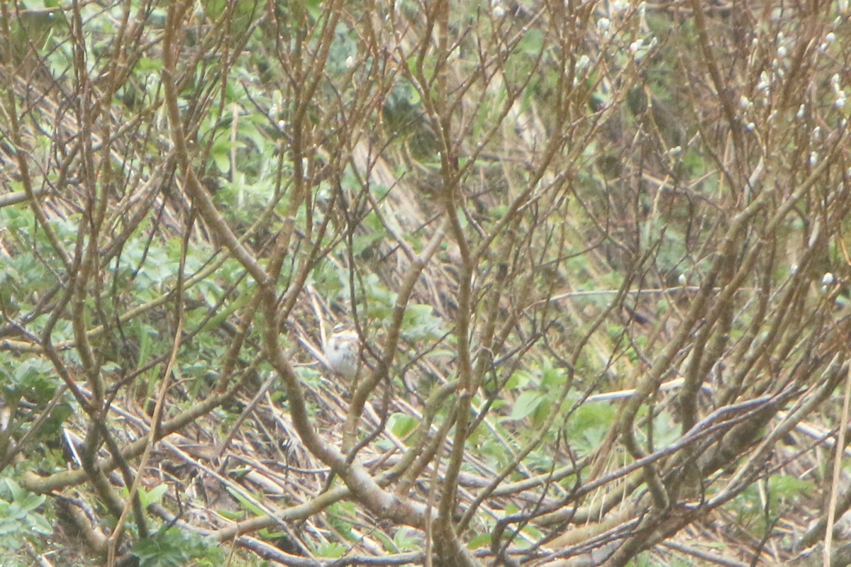 Rustic Bunting - ML60016791