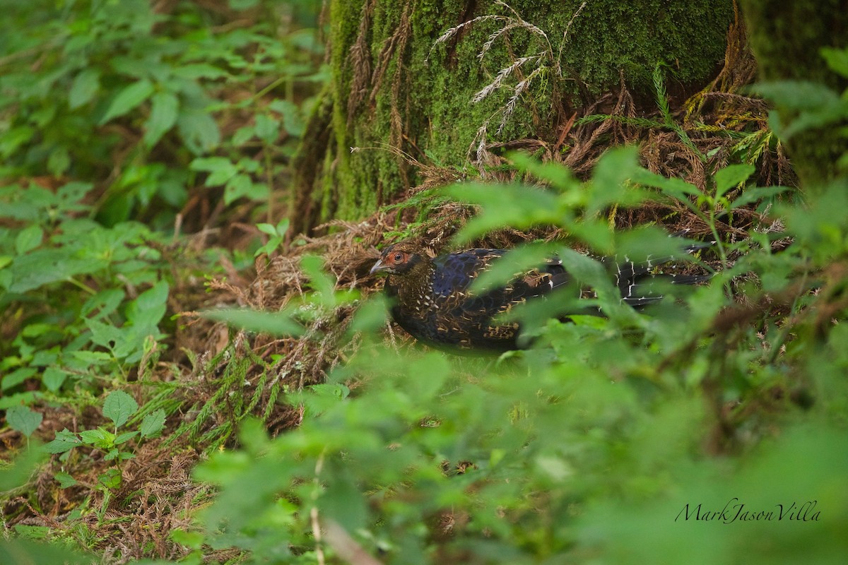 Mikado Pheasant - Mark Villa