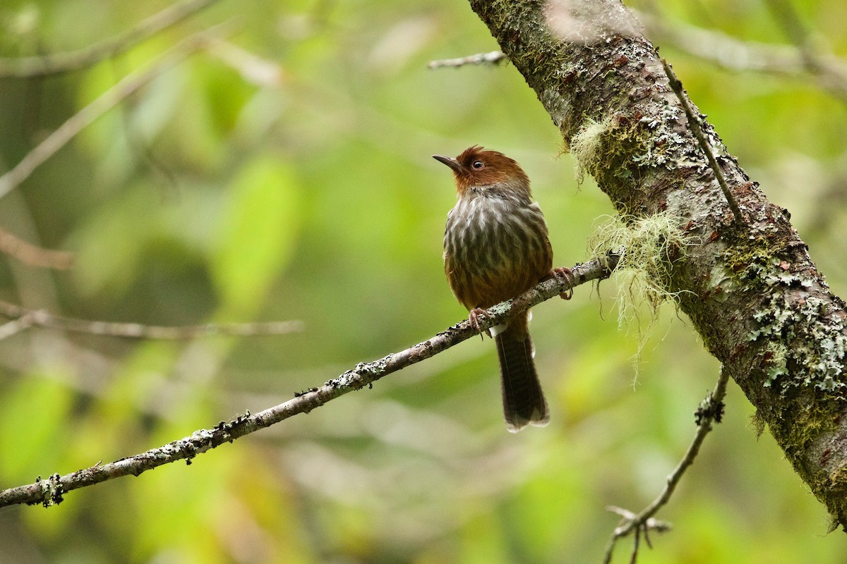 Taiwan Barwing - Mark Villa