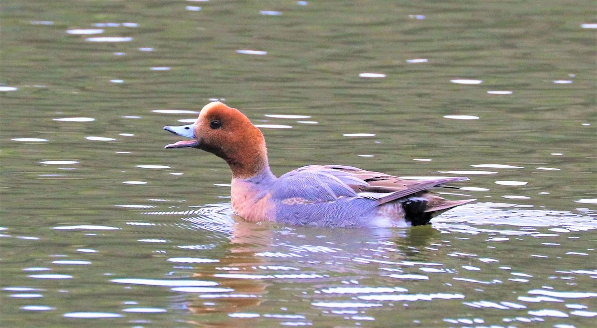 Eurasian Wigeon - ML600168201