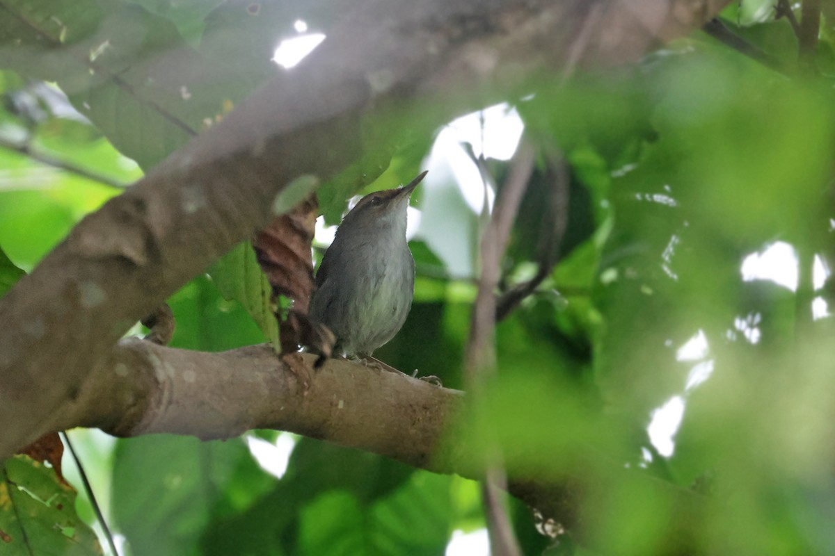 Fiji Bush Warbler - ML600168361