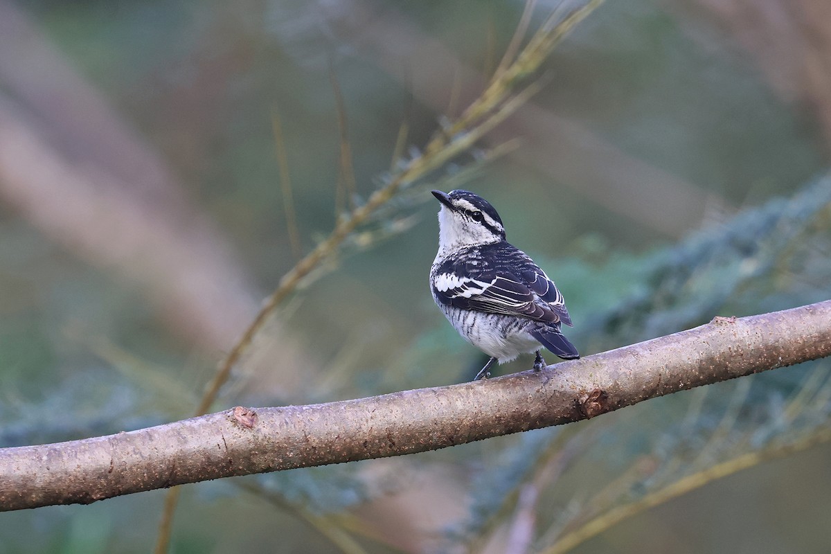 Polynesian Triller - Charley Hesse TROPICAL BIRDING