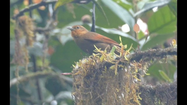 Buff-fronted Foliage-gleaner - ML600168971