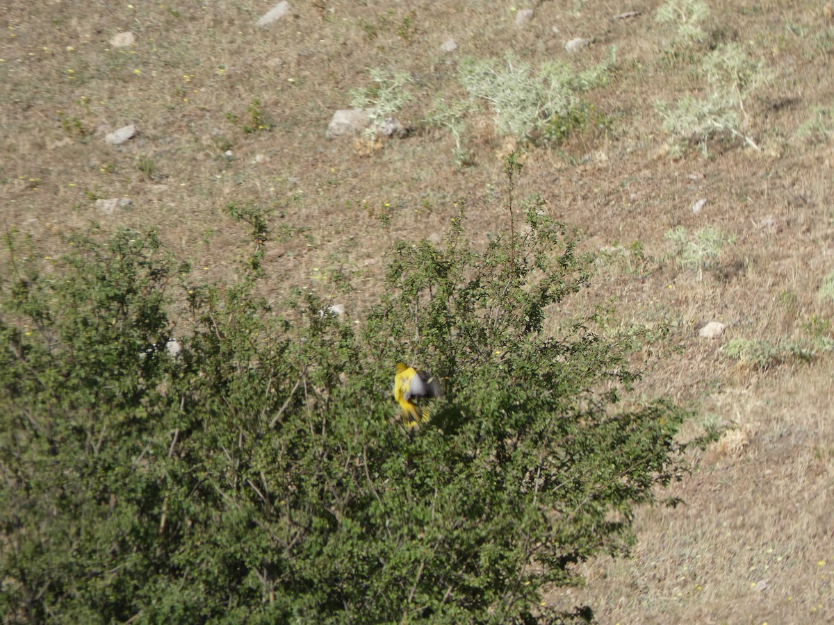 Eurasian Golden Oriole - ML600169811