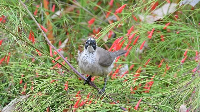 Silver-crowned Friarbird - ML600170161