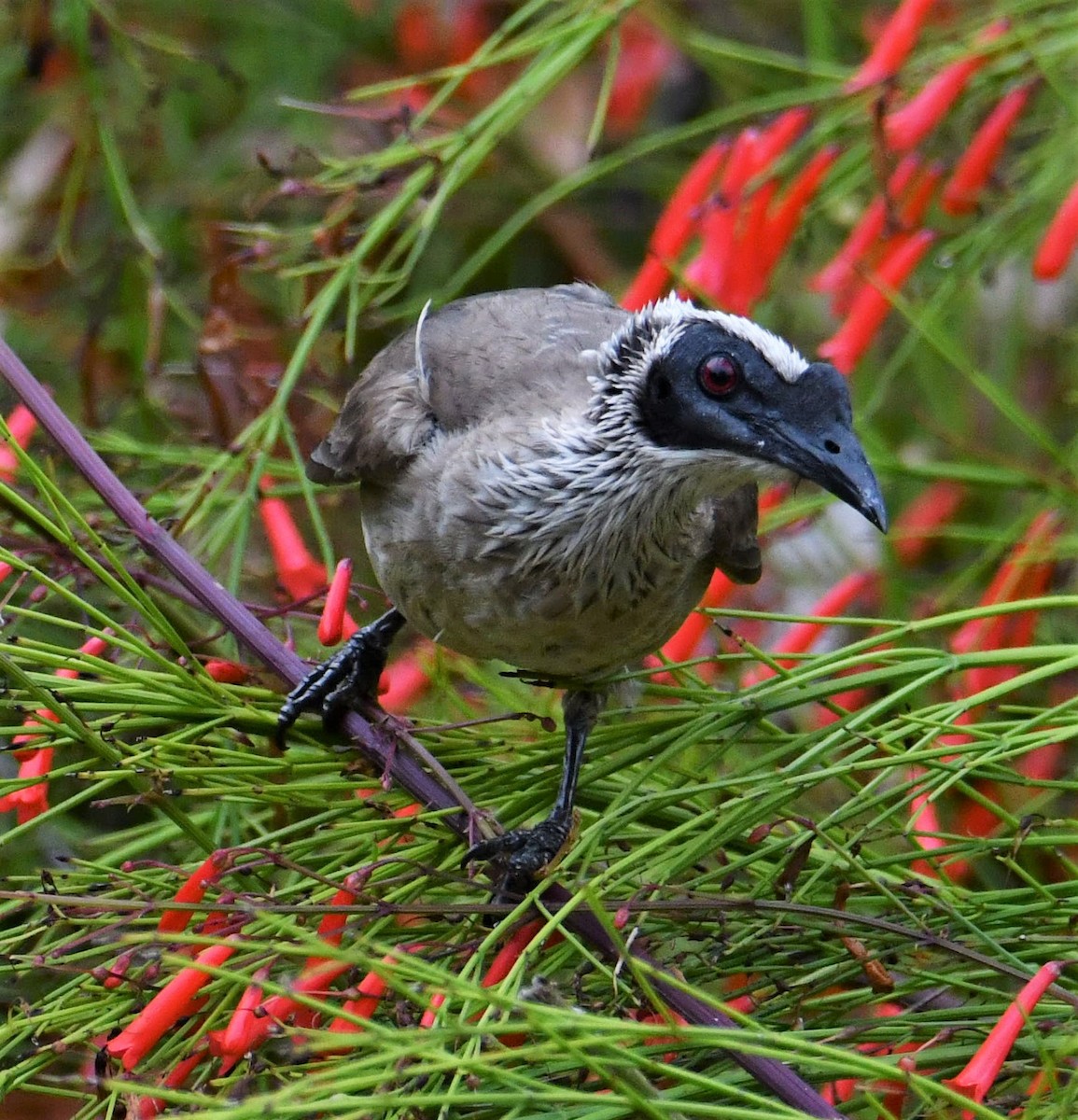 Silver-crowned Friarbird - ML600170201