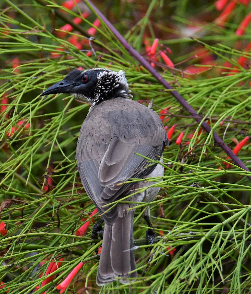 Silver-crowned Friarbird - ML600170211