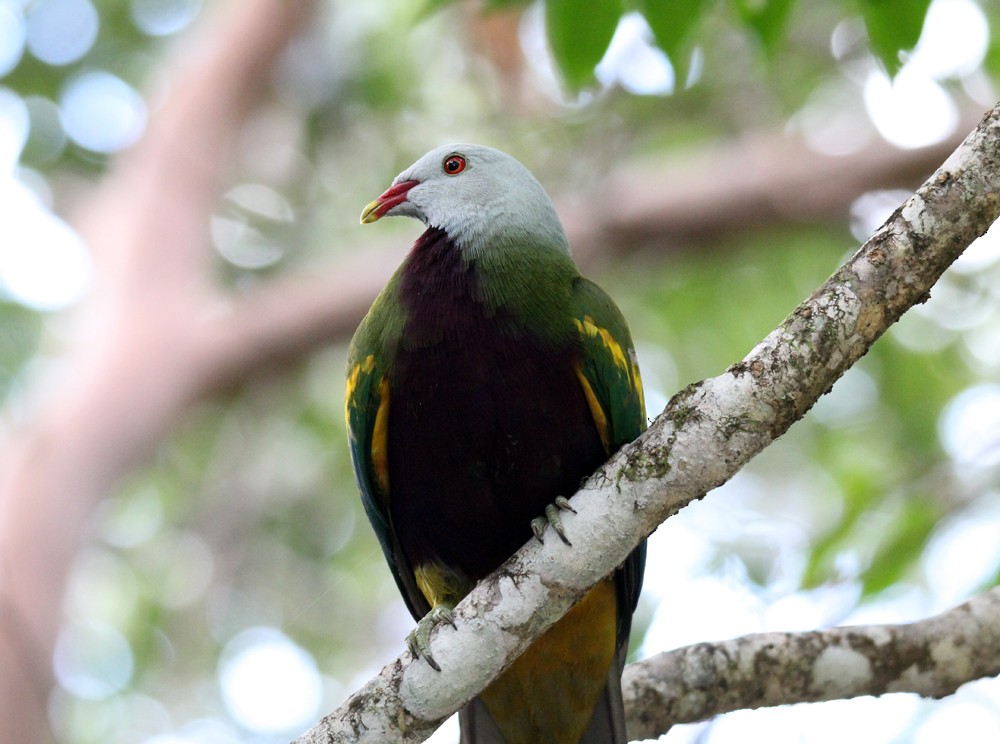 Wompoo Fruit-Dove - ML600170861