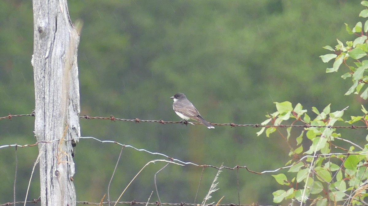 Eastern Kingbird - ML600170971