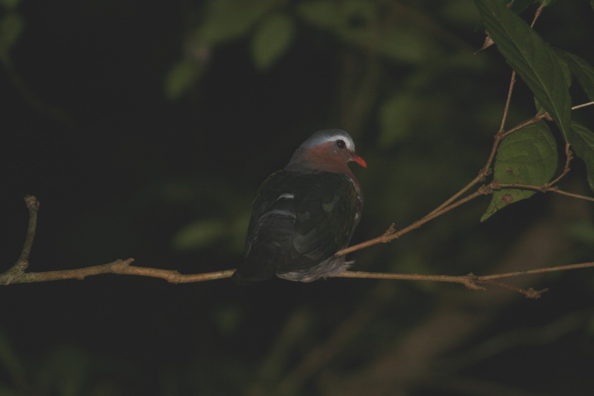 翠翼鳩 - ML600171771
