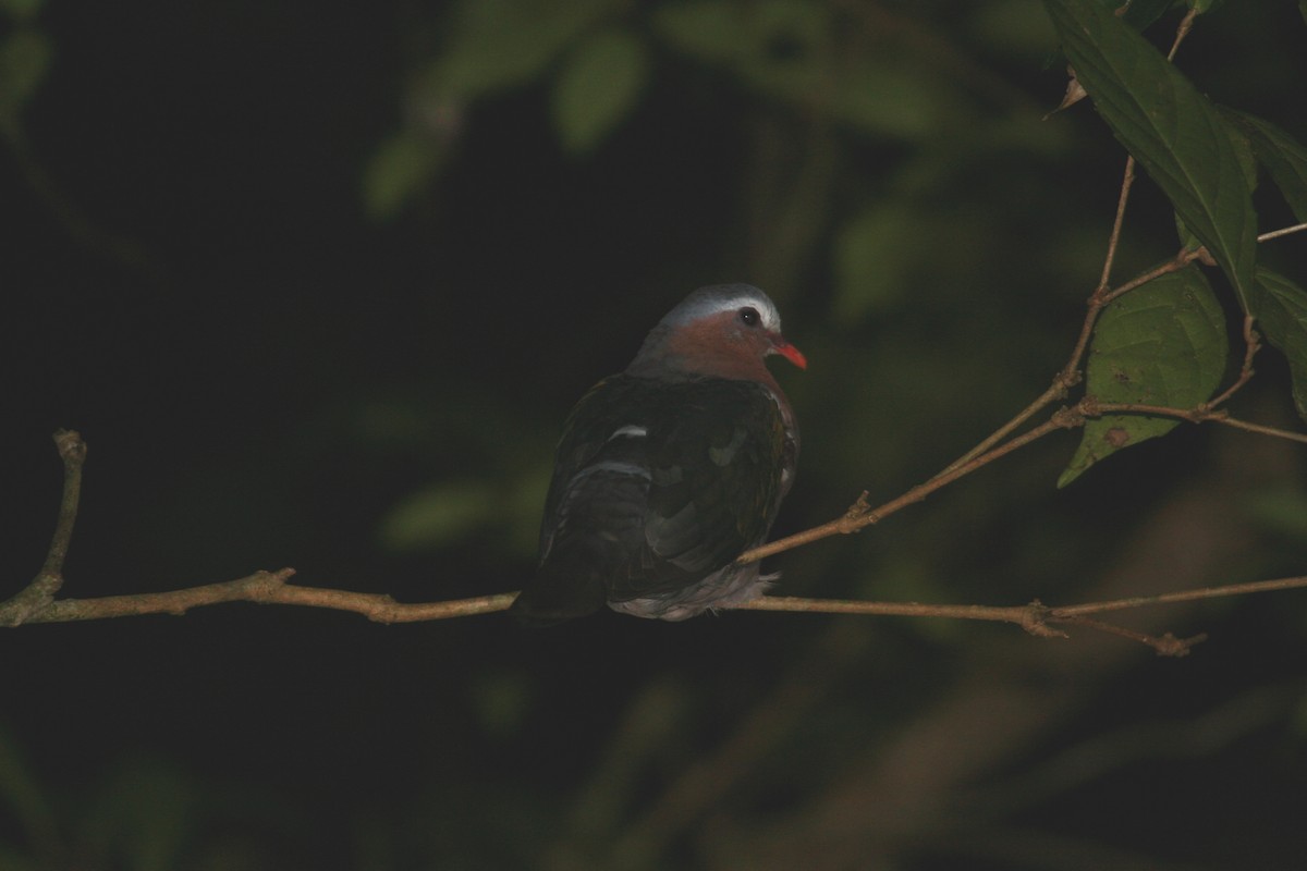 Palomita Esmeralda Cabecigrís - ML600171771