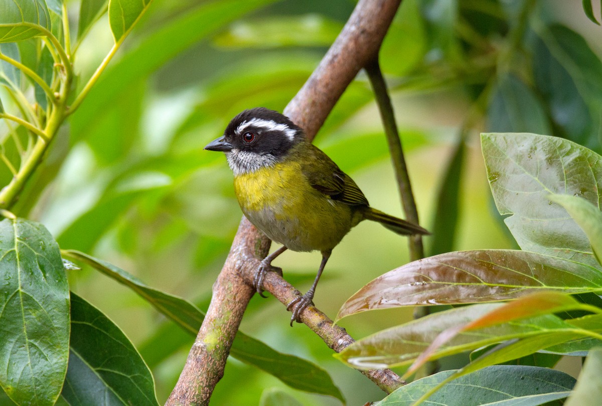 Sooty-capped Chlorospingus - ML60017251