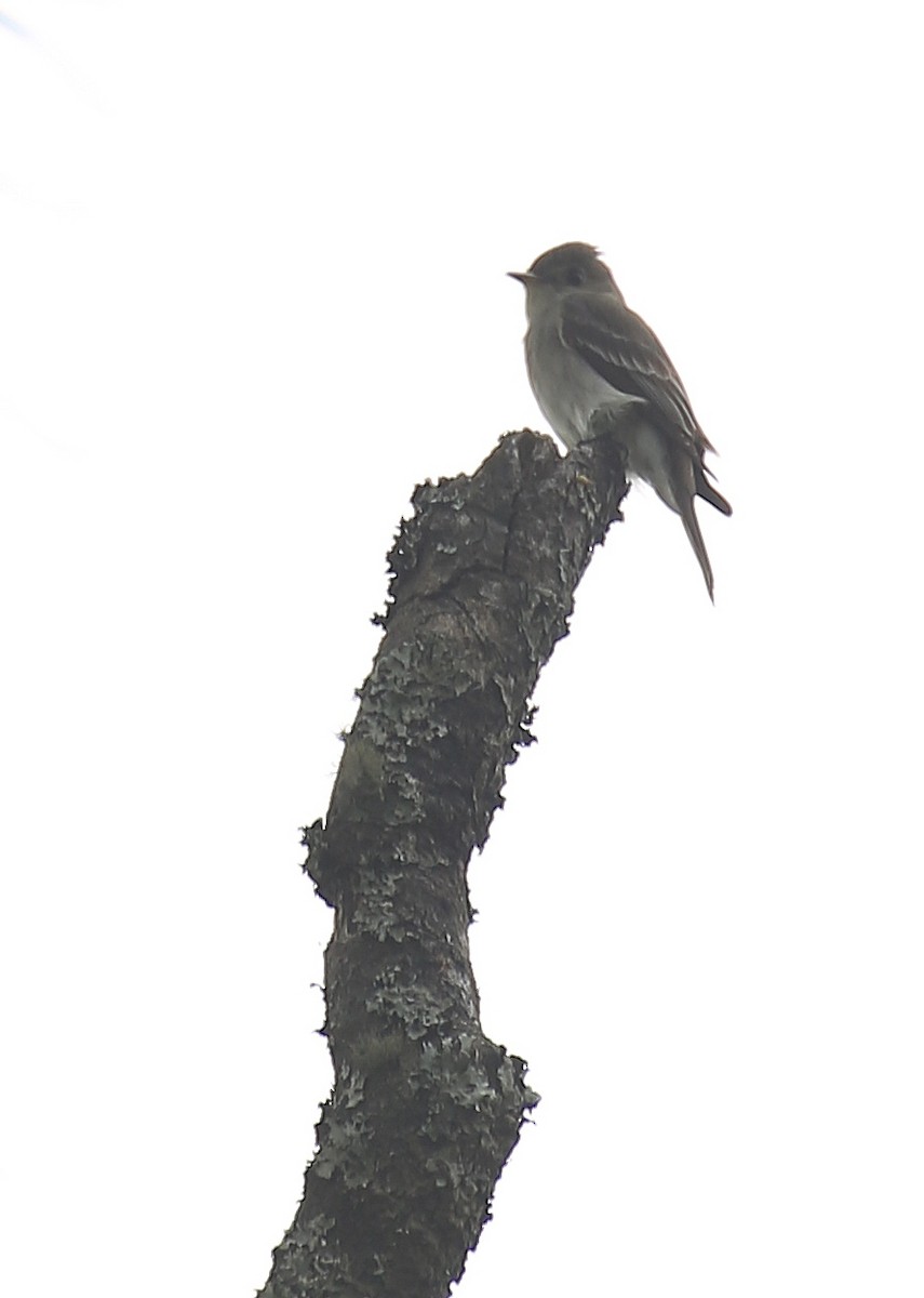 pewee sp. (Contopus sp.) - ML60017281