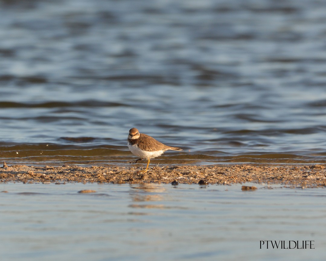 Little Ringed Plover - ML600172981