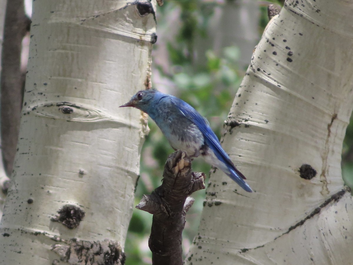 Mountain Bluebird - ML600173391