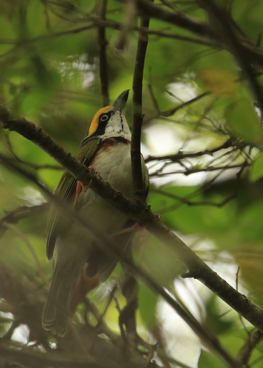 Chestnut-sided Shrike-Vireo - ML60017351