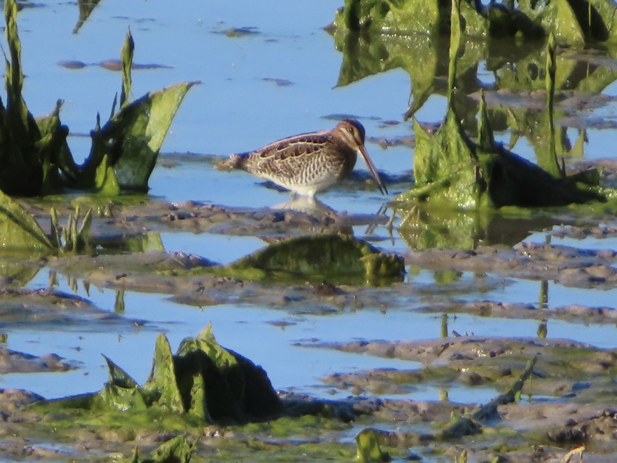 Wilson's Snipe - ML600173681