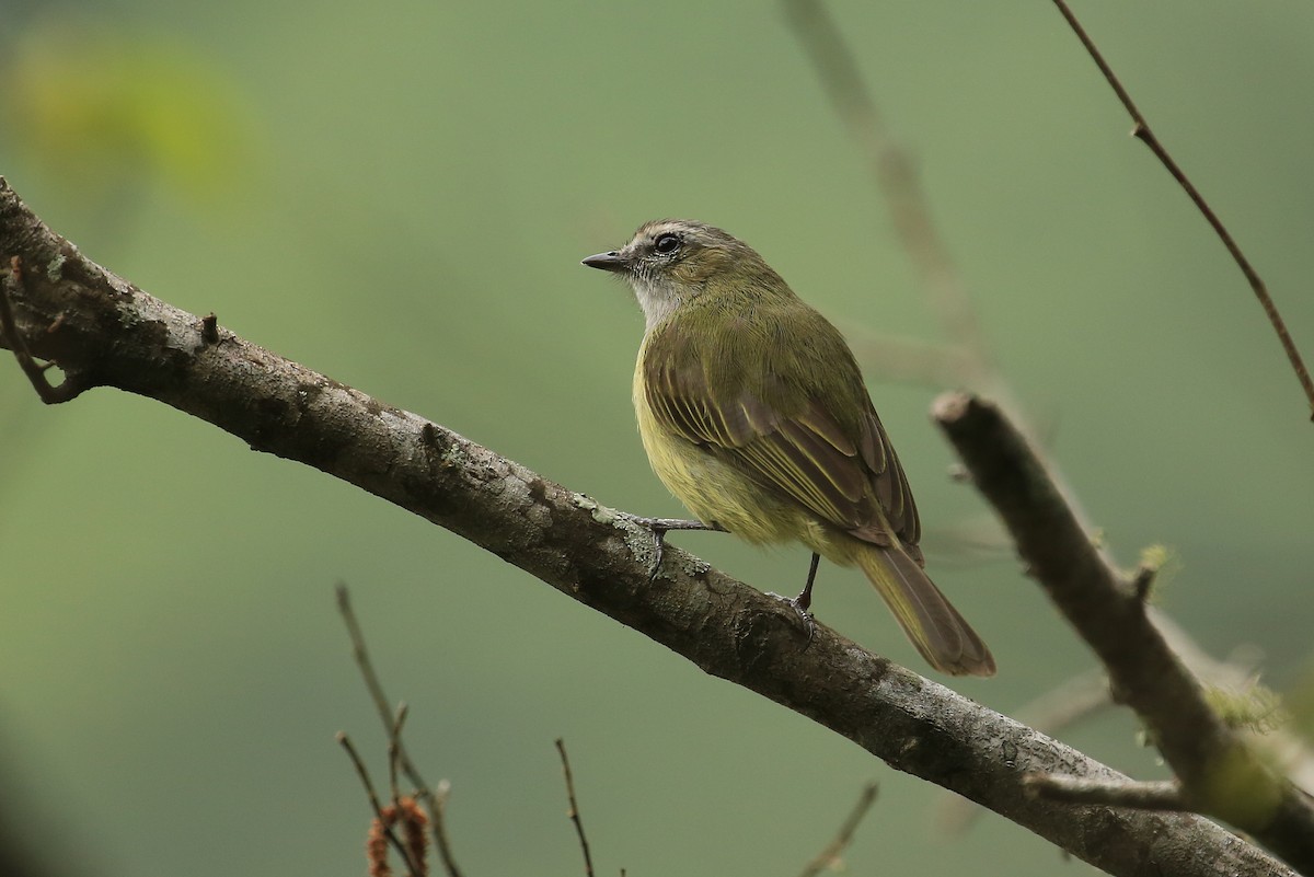 Guatemalan Tyrannulet - Tim Lenz