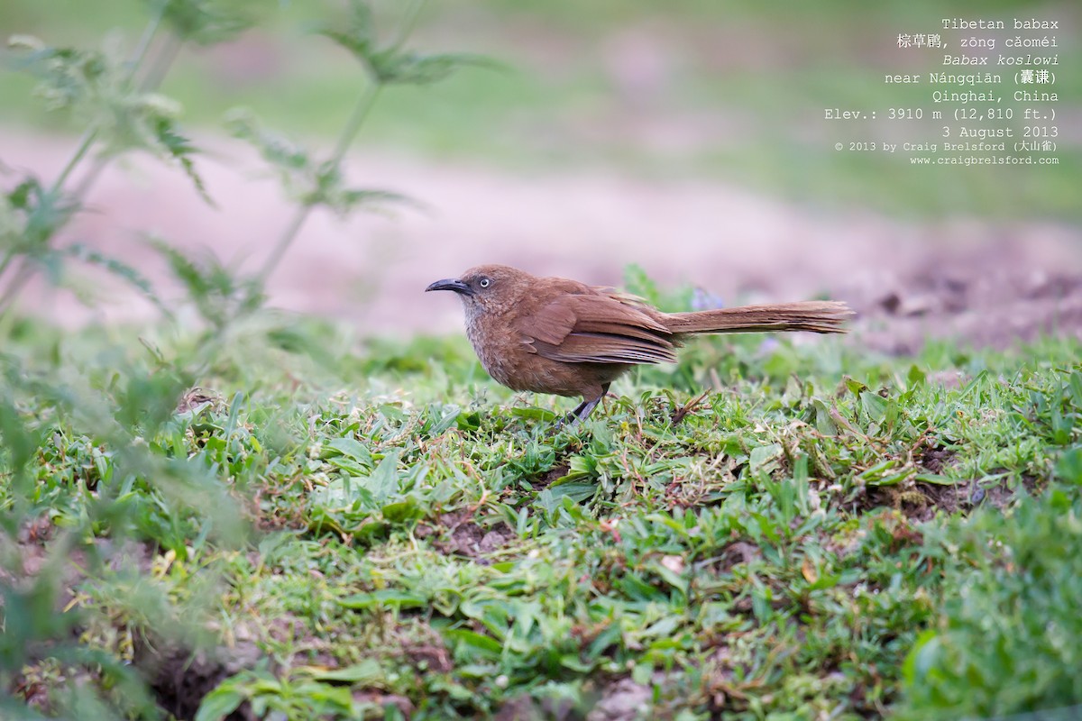 Tibetan Babax - Craig Brelsford