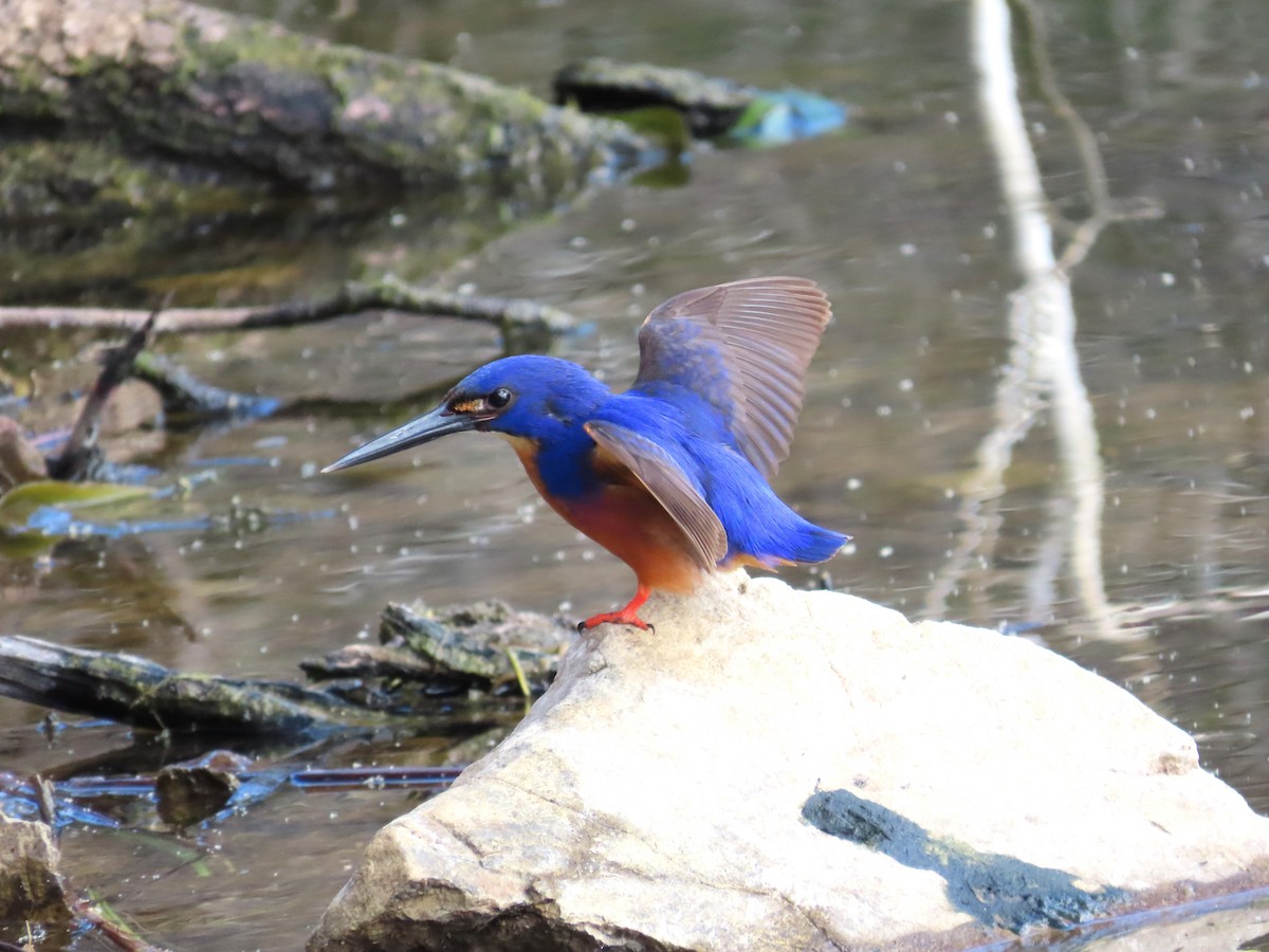 Azure Kingfisher - ML600175301