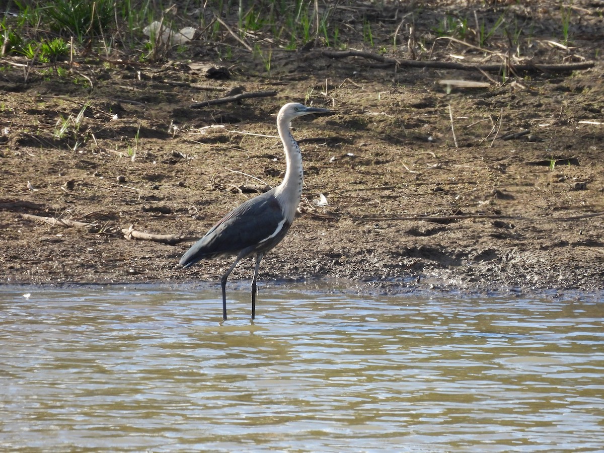 Pacific Heron - ML600175361