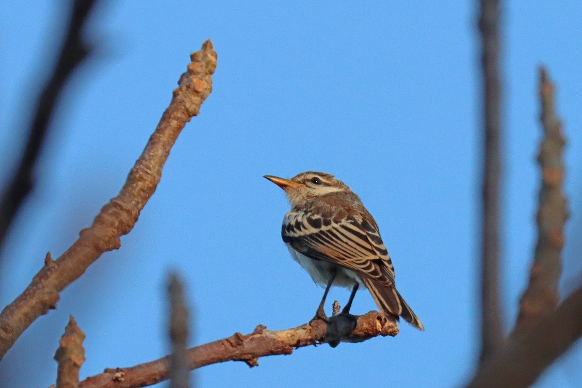 White-shouldered Triller - ML600175371
