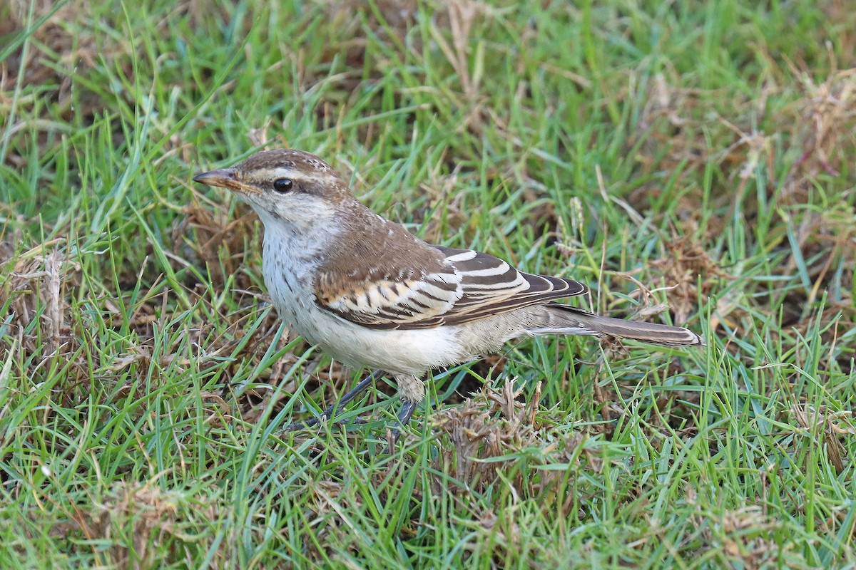 White-shouldered Triller - ML600175401