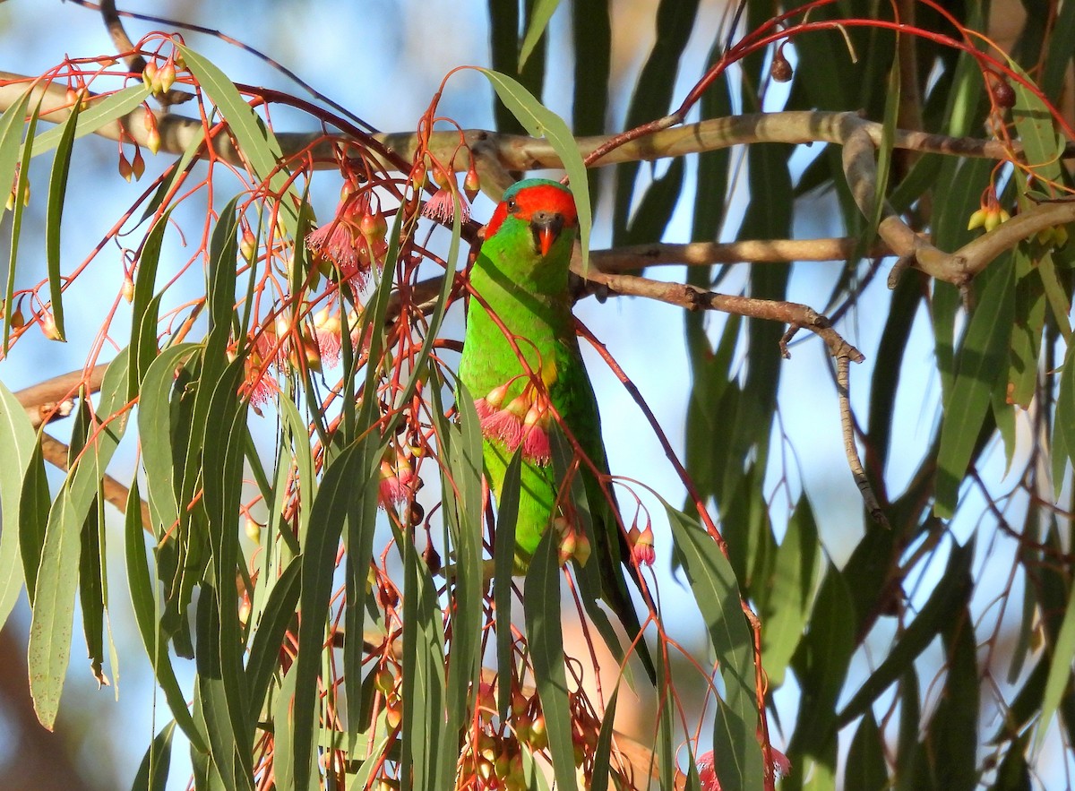 Musk Lorikeet - ML600175411