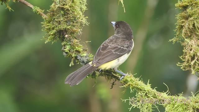 Tangara Flamígera (culigualda) - ML600175441